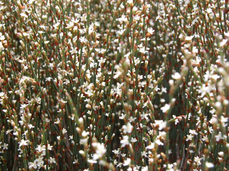 Polygonum scoparium / Poligono scopario